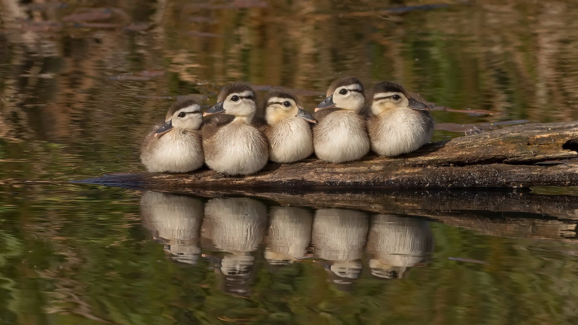 绝境王冠，国家德比的血色之夜，C罗以一肩之力扛起银河战舰